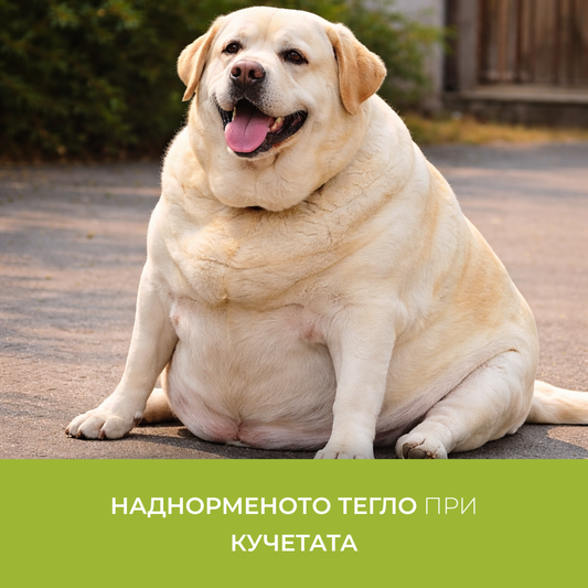 Наднорменото тегло при кучетата
