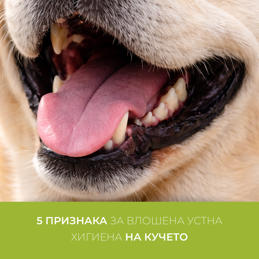 5 признака за влошена устна хигиена на кучето