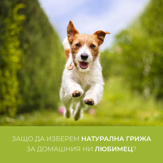 Защо да изберем натурална грижа за домашния ни любимец?