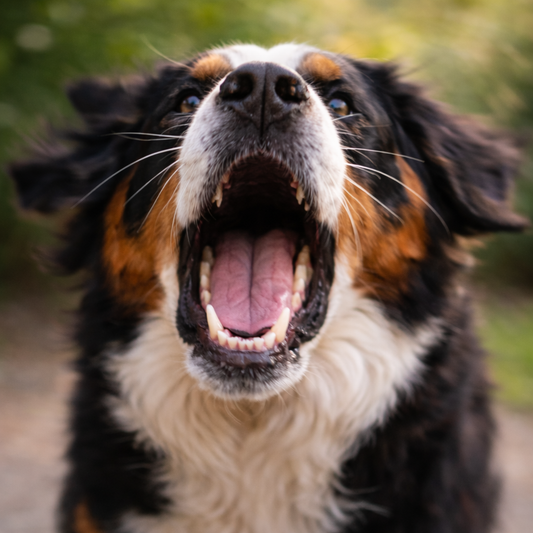 Агресия или тревожност при кучето – как да ги различим?