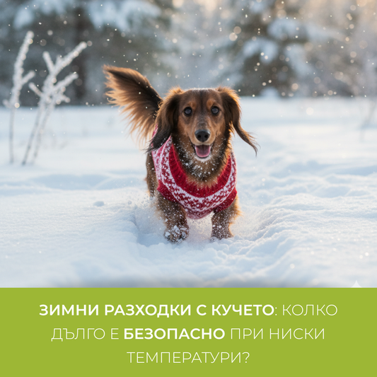 Зимни разходки с кучето: колко дълго е безопасно при ниски температури?