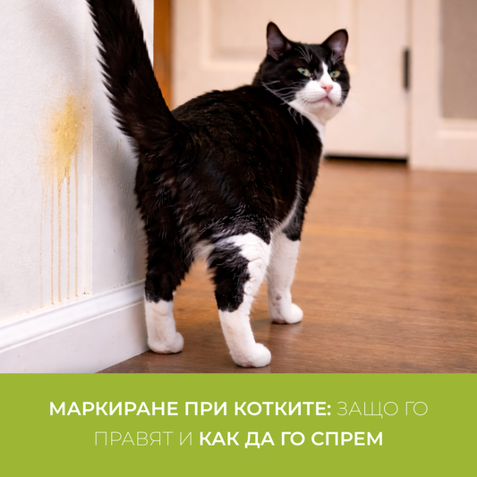 Маркиране при котките: защо го правят и как да го спрем