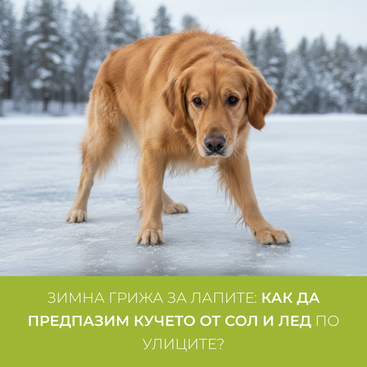 Зимна грижа за лапите: как да предпазим кучето от сол и лед по улиците?