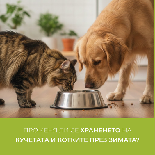 Променя ли се храненето на кучетата и котките през зимата?