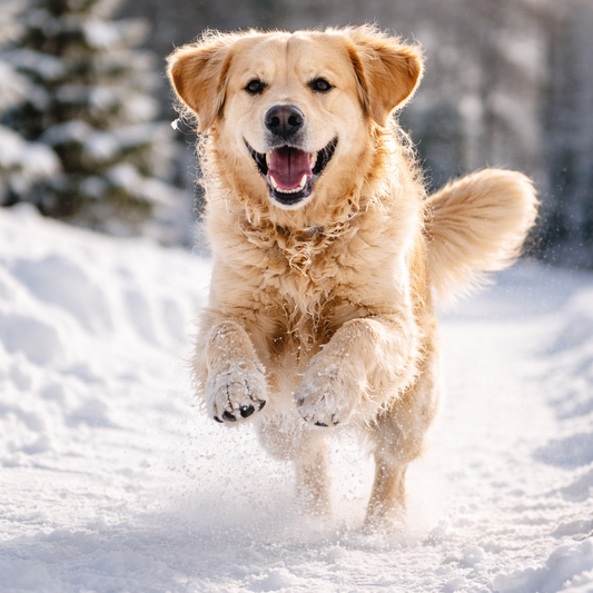 Здравите стави – ключът към пълноценния живот на кучето