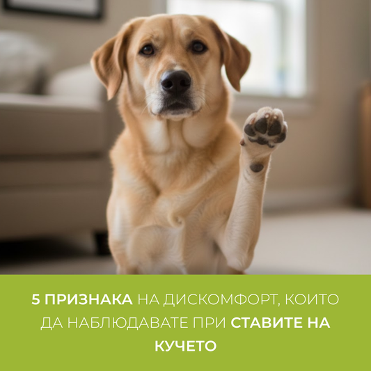 5 признака на дискомфорт, които да наблюдавате при ставите на кучето