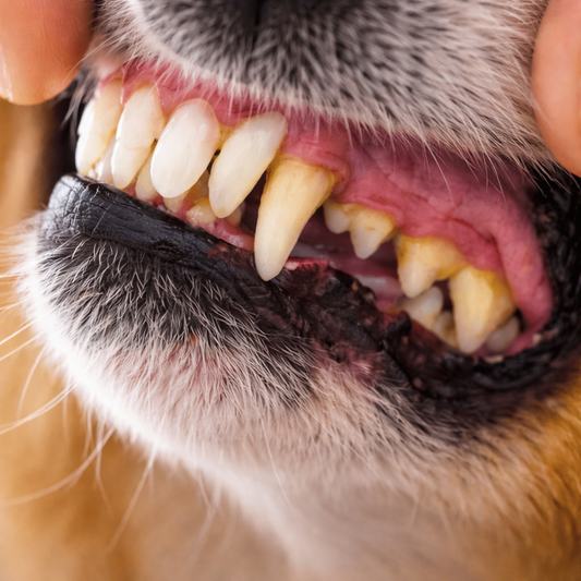 Зъбен камък при кучето - как се образува и защо не бива да се подценява