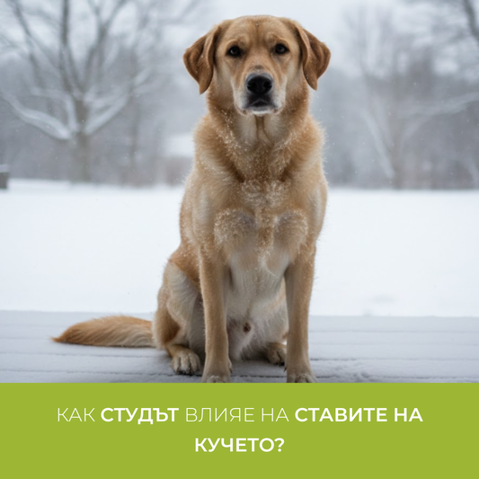 Как студът влияе на ставите на кучето?