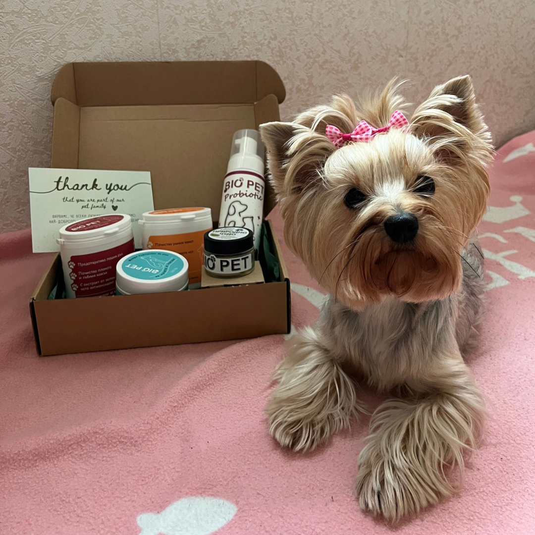 Йоркширски териер с розова панделка до отворена кутия BIO PET с комплекта за хигиена и картичка „thank you“