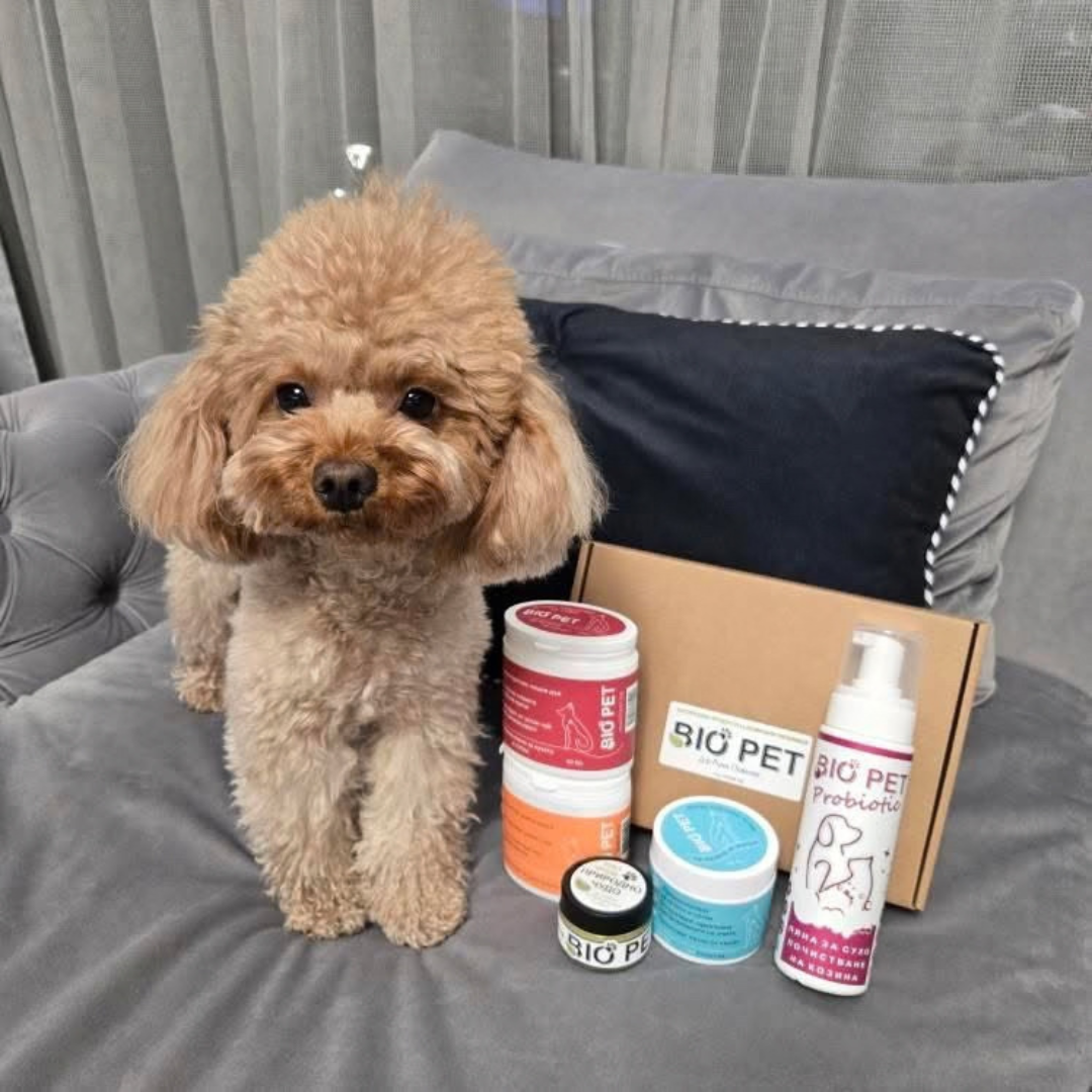 Кафяв пудел на диван до картонена кутия BIO PET с кърпички, крем и пяна за сухо почистване