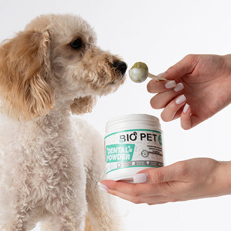Dental powder