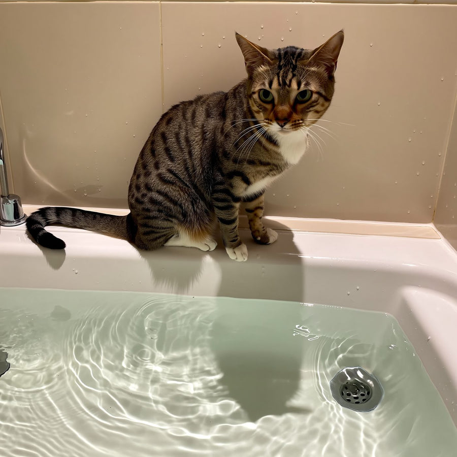 Котка седи до ръба на вана и наблюдава водата