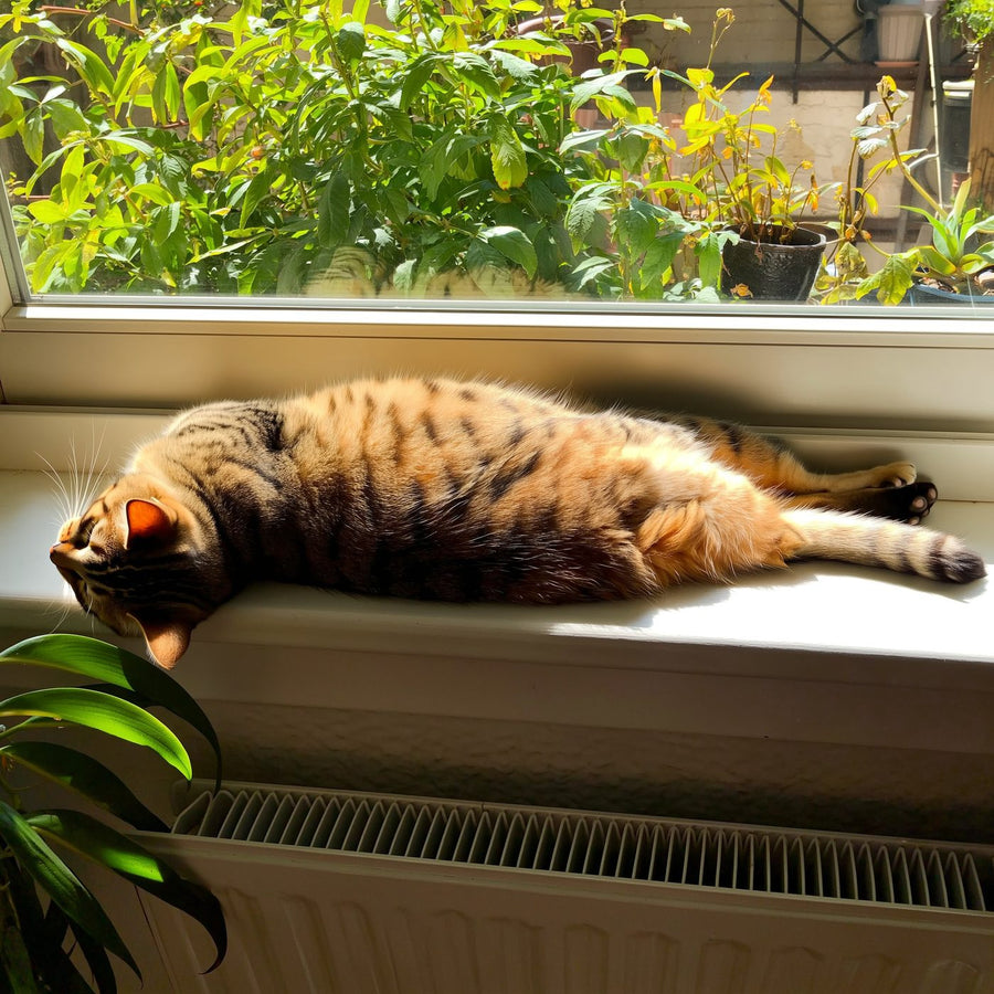 Котка се излежава на перваз на прозорец