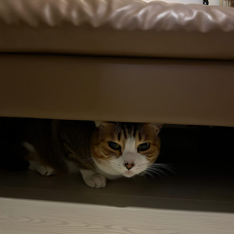 Котка се крие под мебел в слабо осветена стая