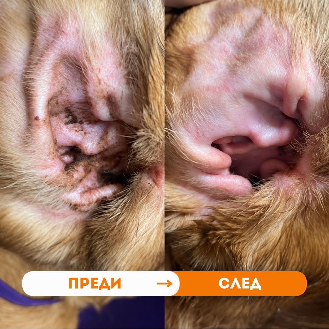 Ухо на рижава котка преди и след: тъмни налепи и замърсявания отляво, чисто розово ухо отдясно